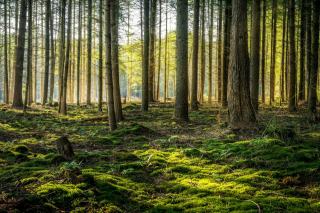 Articles de journaux forestiers en Pays de la Loire : toutes les parutions