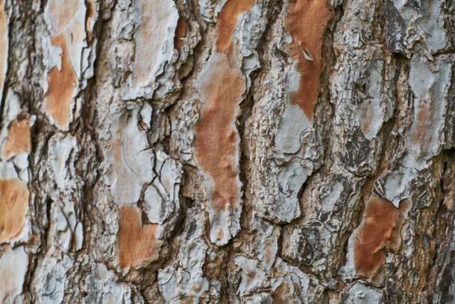 Sciure de scolytes au pied d'un résineux Sciure rousse de scolytes accumulée dans les écailles du tronc d'un épicéa