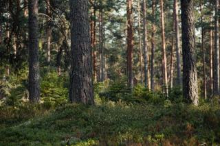 Protection des plantations contre les cervidés : manchons et clôtures forestières