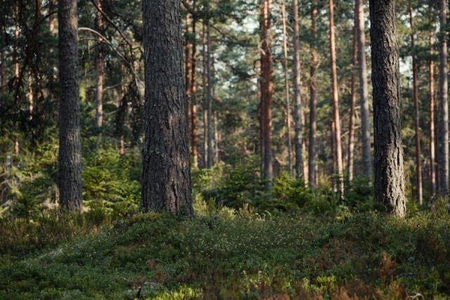 Protéger ses plantations forestières contre les cervidés : méthodes et conseils