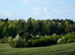 Lisières forestières : refuges de biodiversité et gestion sylvicole