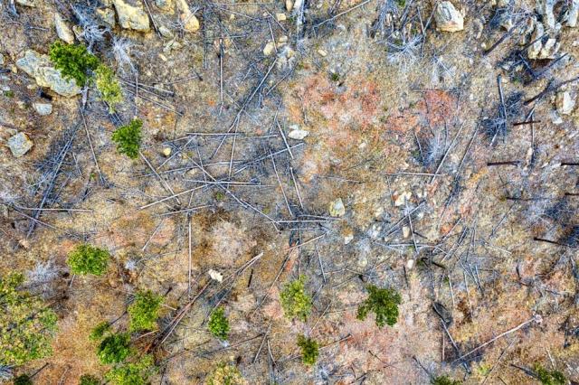 Réussir sa plantation de peupliers : étapes clés et bonnes pratiques