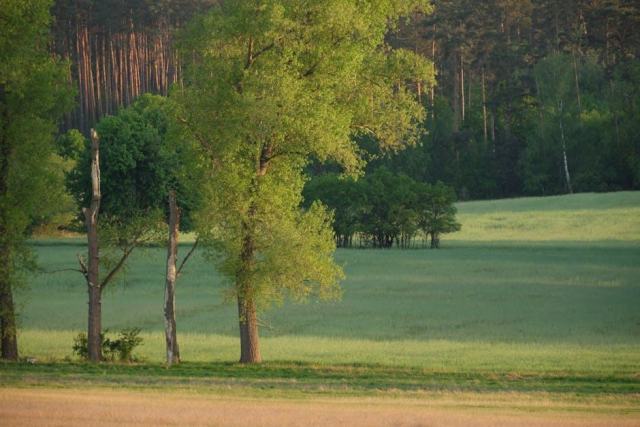 Réussir la régénération naturelle du pin maritime en Pays de la Loire Réussir la régénération naturelle du pin maritime en Pays de la Loire