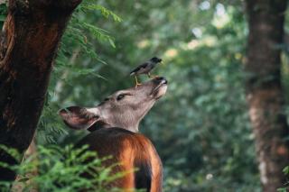 Sylvafaune : évaluer et gérer l'équilibre forêt-gibier en Pays de la Loire