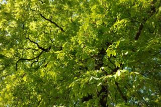 Vitesse de croissance du châtaignier : sylviculture et rendements