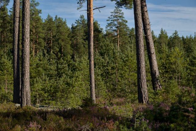 Gérer un chablis en forêt privée : récolte d'urgence et reconstitution Gérer un chablis en forêt privée : récolte d'urgence et reconstitution