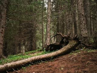 Chablis en forêt : gestion après tempête et récolte des bois renversés
