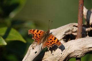Papillon mangeur de bois : insectes xylophages en forêt