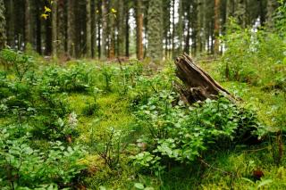 Phytocide en sylviculture : usage et alternatives en forêt privée