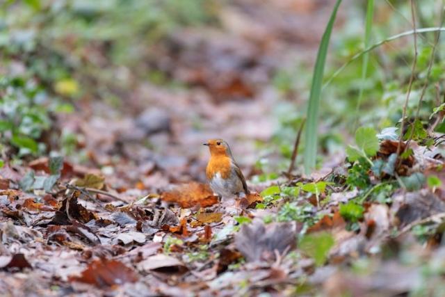 Droit de l'arbre et voisinage : ce que dit la loi pour les propriétaires forestiers