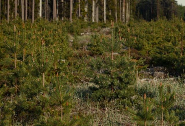 Peut on abattre un arbre de plus de 30 ans Peut on abattre un arbre de plus de 30 ans