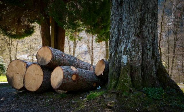 Droit forestier : quand et comment abattre un arbre en propriété privée