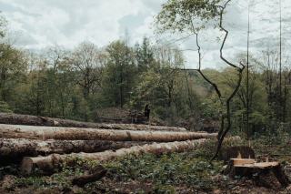 Bilan DSF 2010 : état sanitaire des forêts selon le SRAL Angers