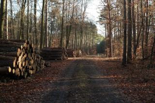 Bilan DSF 2010 : état sanitaire des forêts selon le SRAL Angers
