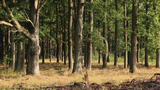 Bilan DSF 2011 : oïdium du chêne et surveillance sanitaire des forêts