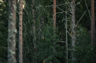 Bilan DSF 2011 : oïdium du chêne et état sanitaire des forêts
