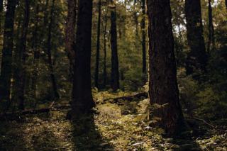 Bilan DSF 2015 : état sanitaire des forêts en Sarthe et Maine-et-Loire