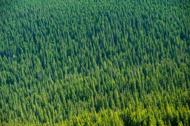 Bilan DSF 2015 : santé des forêts en Sarthe et Maine-et-Loire