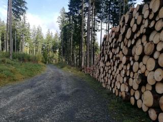 Droit de préférence en forêt : vente de bois et obligations légales
