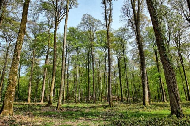 Compte rendu d'activité 2014 du CRPF : bilan de la forêt privée