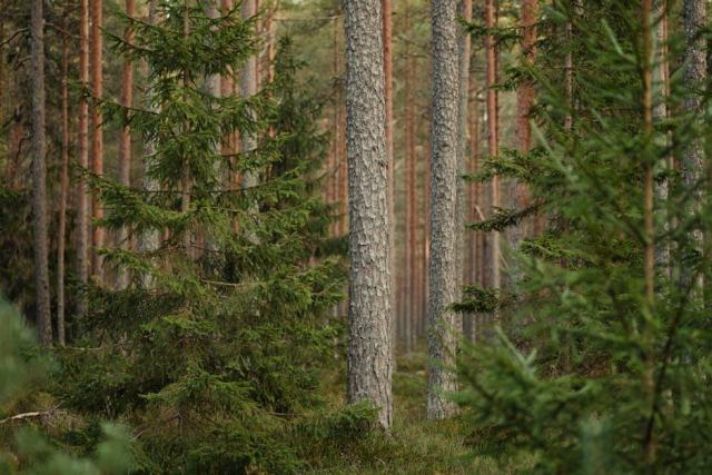 Types de forêt : guide CRPF Pays de la Loire