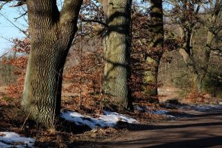 Le baliveau en forêt : définition, rôle et gestion dans le taillis-sous-futaie