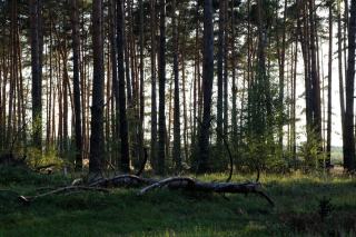 Notation écologique des arbres et du bois mort en forêt privée