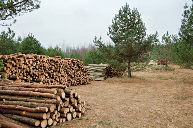 Plan simple de gestion et financement CDC Forêts pour les propriétaires