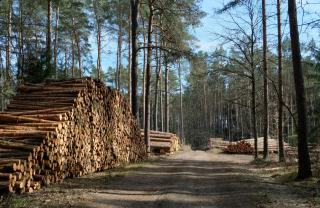 Plan simple de gestion : financement CDC Forêts en Pays de la Loire