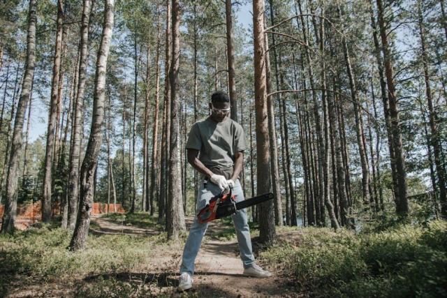 Les pucerons lanigères : ravageurs des pépinières et jeunes plantations forestières