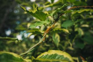 Puceron lanigère : identification et lutte en plantation forestière