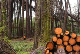 SRGS : le Schéma Régional de Gestion Sylvicole en Pays de la Loire