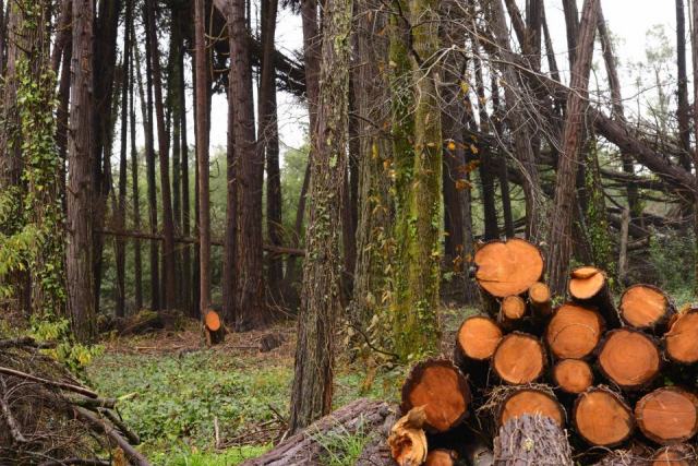 Le Schéma Régional de Gestion Sylvicole : la feuille de route de la forêt privée
