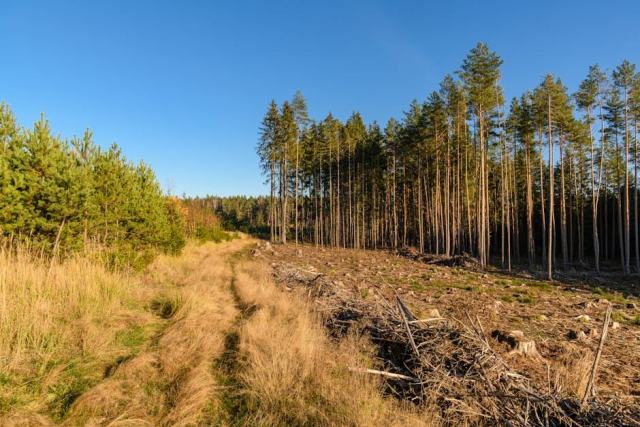 Le Schéma Régional de Gestion Sylvicole : la feuille de route de la forêt privée