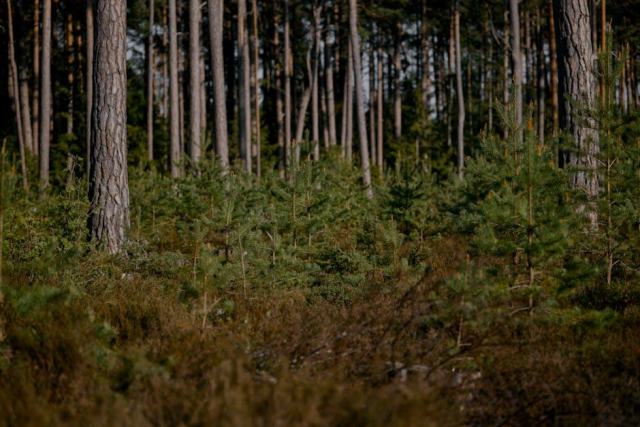 La Feuille Ouest n°6 : actualités et essais sylvicoles du CETEF La Feuille Ouest n°6 : actualités et essais sylvicoles du CETEF