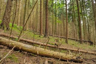 Habitats forestiers de pentes : gestion et conservation en Pays de la Loire