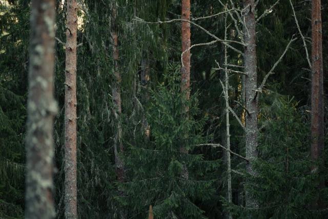 Les landes et pelouses en Pays de la Loire : des habitats rares à préserver