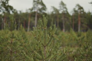 Aulnaies-frênaies à laîche espacée : habitat humide et gestion forestière