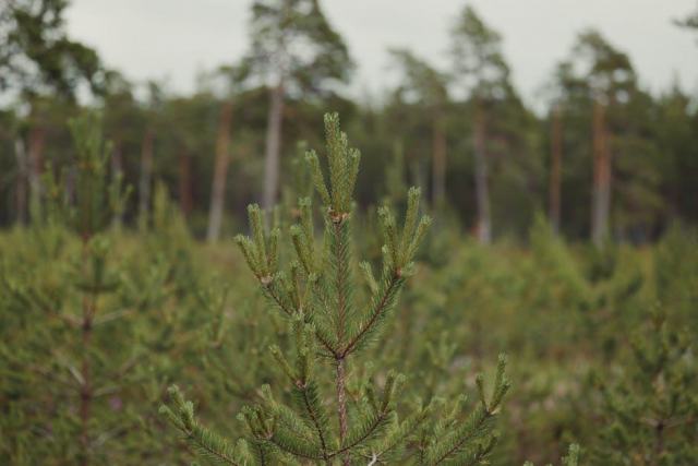 Les aulnaies-frênaies de ruisseaux : un habitat forestier humide prioritaire