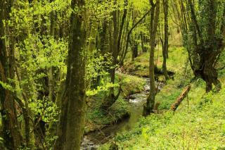 Les aulnaies-frênaies de ruisseaux : un habitat forestier humide prioritaire