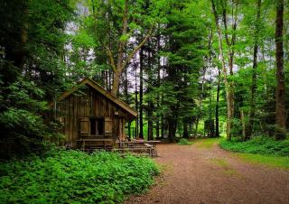 Boulaie pubescente tourbeuse : habitat forestier humide et gestion durable