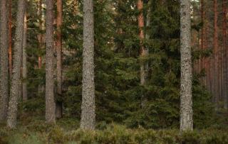 Plaquettes de châtaignier : valorisation en bois énergie et marchés disponibles