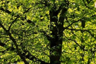 Frêne oxyphylle et chênaie-ormaie : habitats méditerranéens en Pays de la Loire