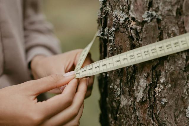 Hébergement web : quel hébergeur choisir pour votre site La surface terrière : un outil clé pour gérer votre forêt