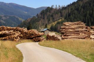 Contrat de vente de bois sur pied : guide pratique pour propriétaires