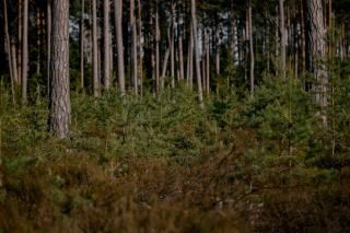 Futaie régulière de chêne : sylviculture et conversion en Pays de la Loire