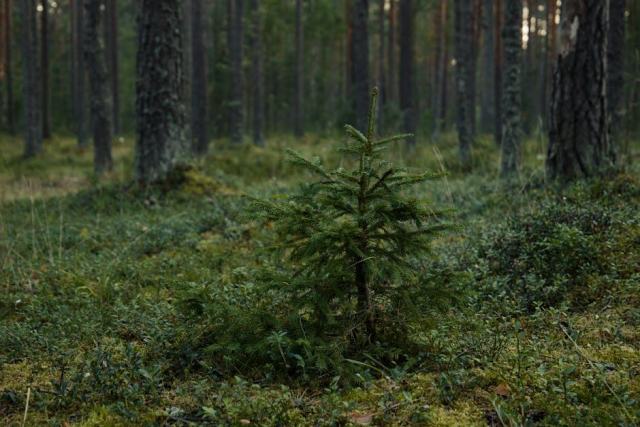 Futaie irrégulière : guide CRPF Pays de la Loire