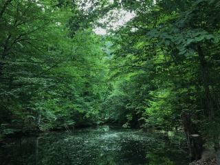 Eau et forêt : rôle hydrologique des peuplements forestiers en Pays de la Loire