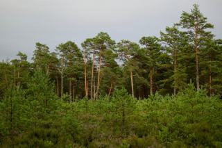 Eau et forêt : rôle hydrologique des peuplements forestiers en Pays de la Loire