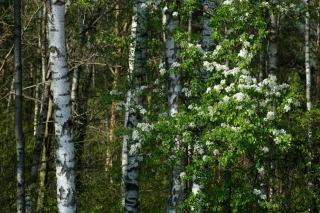 Culture du merisier en forêt : fiche technique et sylviculture CRPF